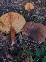 Melanoleuca cognata