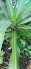 Crinum × amabile