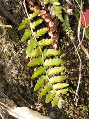 Dryopteris filix-mas