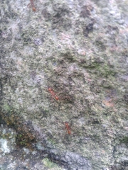 Ectatomma tuberculatum