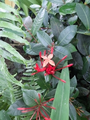 Ixora coccinea