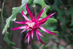 Selenicereus anthonyanus