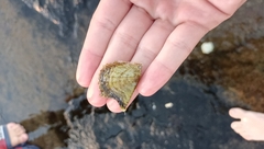 Pinctada imbricata