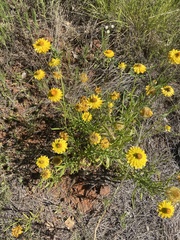 Xerochrysum bracteatum