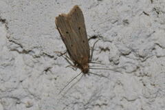 Acompsia tripunctella