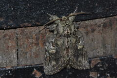 Peridea anceps
