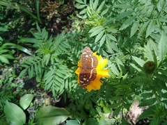 Anthanassa drusilla