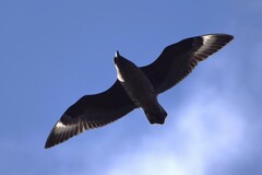 Stercorarius antarcticus