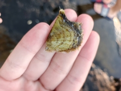 Pinctada imbricata