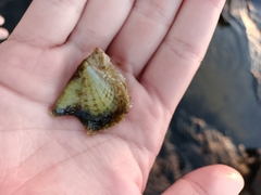 Pinctada imbricata