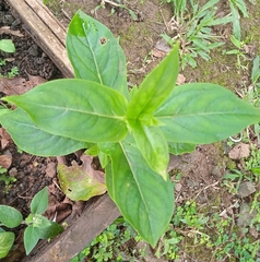 Spigelia humboldtiana
