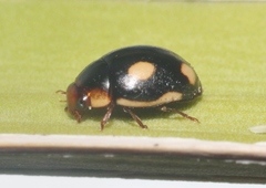 Hyperaspis lugubris