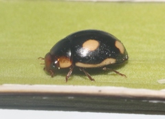 Hyperaspis lugubris