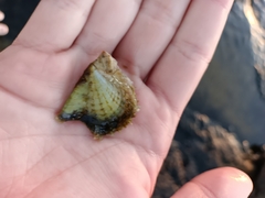 Pinctada imbricata