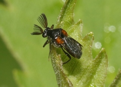 Ripiphorus