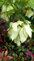 Mussaenda philippica