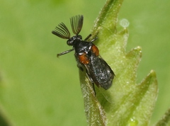 Ripiphorus