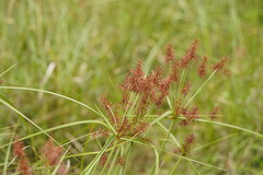 Cyperus lucidus