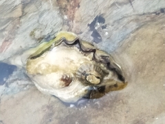 Saccostrea