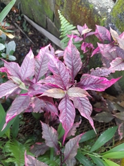 Alternanthera brasiliana