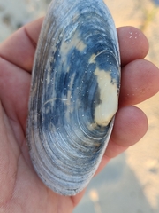 Mya arenaria