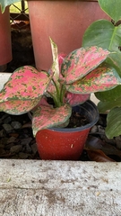 Aglaonema commutatum