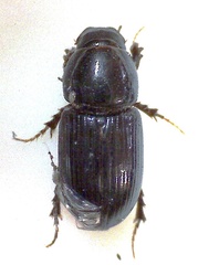 Calamosternus granarius