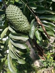 Annona