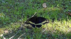 Battus polydamas psittacus