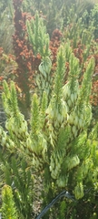 Erica plukenetii