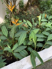 Heliconia longiflora