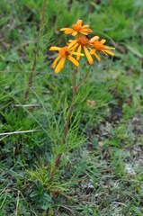 Jacobaea abrotanifolia
