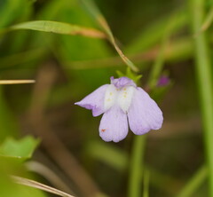 Mazus pumilio