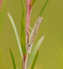 Culladia cuneiferellus