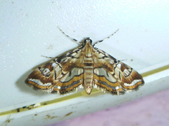 Acentropinae