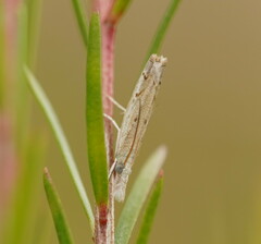 Culladia cuneiferellus