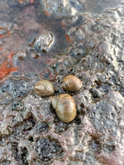 Tectarius striatus