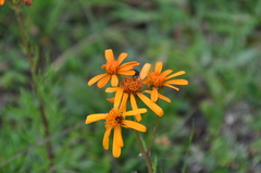 Jacobaea abrotanifolia