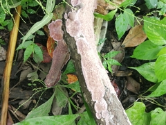Image of Phlebiopsis dregeana