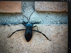 Acanthocephala alata