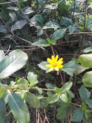 Sphagneticola trilobata