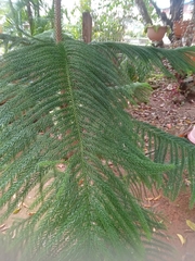 Araucaria
