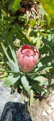 Protea laurifolia