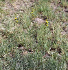 Pyrrocoma racemosa sessiliflora