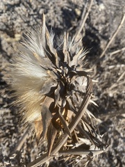 Cynara cardunculus