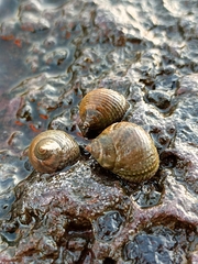 Tectarius striatus