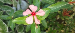 Catharanthus roseus image