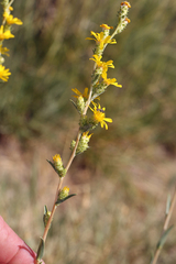 Pyrrocoma racemosa sessiliflora