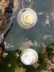 Astralium tentoriiforme