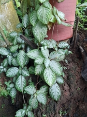 Episcia cupreata
